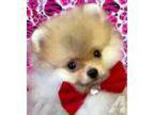 Pomeranian Puppy for sale in REDDING, CA, USA