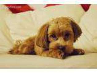 Havanese Puppy for sale in Bowman, ND, USA