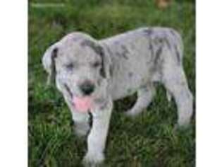 Great Dane Puppy for sale in Los Angeles, CA, USA