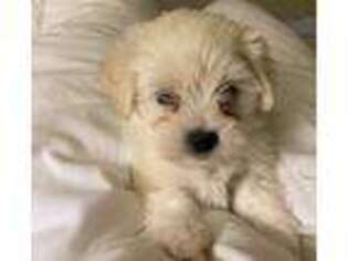 Maltese Puppy for sale in Towson, MD, USA