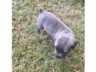 Cane Corso Puppy for sale in Yazoo City, MS, USA