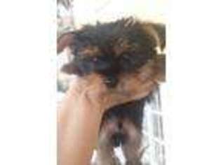 Yorkshire Terrier Puppy for sale in RICHMOND, CA, USA