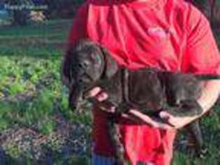 Cane Corso Puppy for sale in Starkville, MS, USA