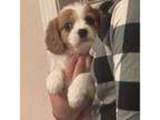 Cavachon Puppy for sale in Jefferson, GA, USA