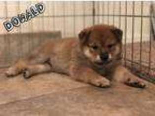 Shiba Inu Puppy for sale in Homeland, CA, USA