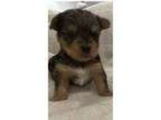 Yorkshire Terrier Puppy for sale in Sterling, MA, USA