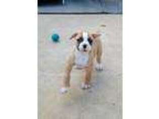 American Bulldog Puppy for sale in Palestine, TX, USA
