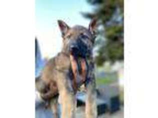 German Shepherd Dog Puppy for sale in Tacoma, WA, USA