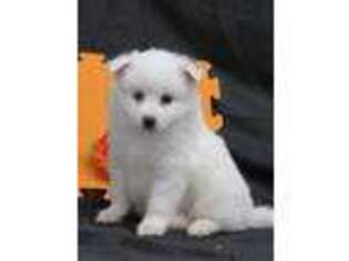 American Eskimo Dog Puppy for sale in Memphis, MO, USA