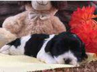 Cavapoo Puppy for sale in Clare, MI, USA