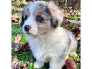 Pembroke Welsh Corgi Puppy for sale in Taylorsville, NC, USA