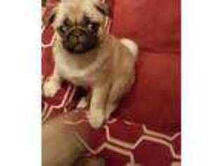 Pug Puppy for sale in Medina, OH, USA