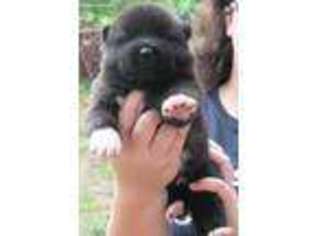 Akita Puppy for sale in De Kalb, TX, USA