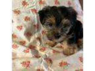 Mutt Puppy for sale in Perrysville, OH, USA
