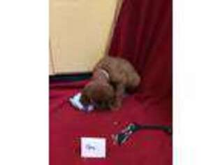 Irish Setter Puppy for sale in Kingwood, WV, USA