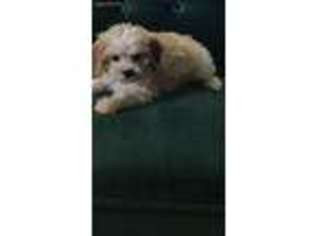 Cavachon Puppy for sale in Austin, TX, USA