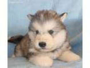 Alaskan Malamute Puppy for sale in Sacramento, CA, USA