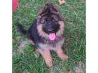 German Shepherd Dog Puppy for sale in Manor, TX, USA