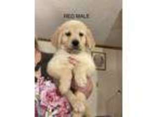 Golden Retriever Puppy for sale in Sherwood, MI, USA