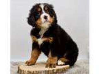 Bernese Mountain Dog Puppy for sale in Sioux Falls, SD, USA