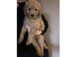 Goldendoodle Puppy for sale in Lacey, WA, USA