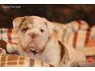 Bulldog Puppy for sale in Monument, CO, USA