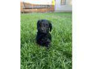 Labradoodle Puppy for sale in Flagstaff, AZ, USA
