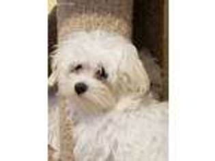 Maltese Puppy for sale in Jarrell, TX, USA
