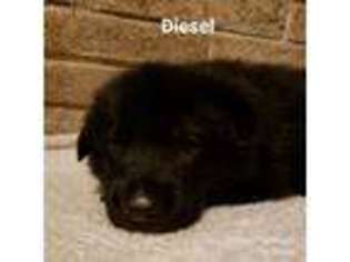 German Shepherd Dog Puppy for sale in Hazelwood, MO, USA