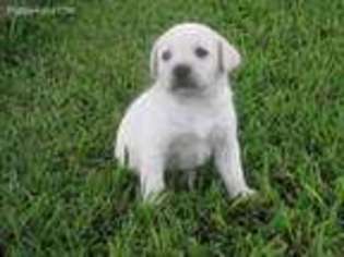 Labrador Retriever Puppy for sale in Quitman, TX, USA