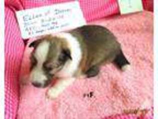 Shetland Sheepdog Puppy for sale in JOHNSON CITY, TX, USA