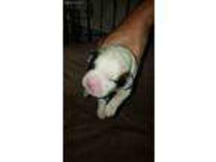 Saint Bernard Puppy for sale in Brookfield, MA, USA