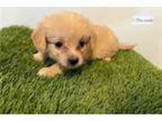 Maltipom Puppy for sale in Springfield, MO, USA