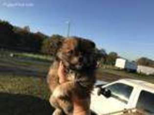 Pomeranian Puppy for sale in Plant City, FL, USA