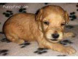 Schnoodle (Standard) Puppy for sale in New Holstein, WI, USA