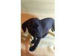 Cane Corso Puppy for sale in Sparta, MI, USA
