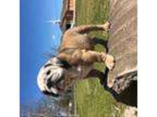 Bulldog Puppy for sale in Houston, TX, USA