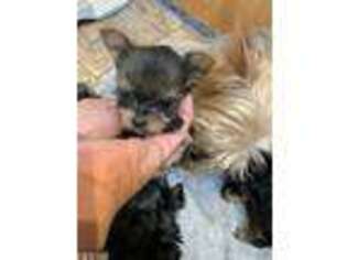 Yorkshire Terrier Puppy for sale in Alvord, IA, USA