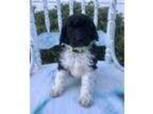 Mutt Puppy for sale in Bayside, TX, USA