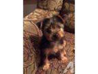 Yorkshire Terrier Puppy for sale in SUMNER, WA, USA