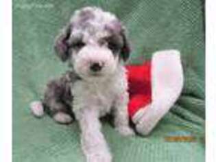 Mutt Puppy for sale in Clayton, OH, USA