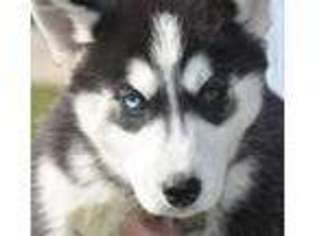 Siberian Husky Puppy for sale in Spring Valley, MN, USA