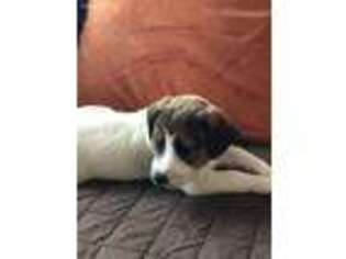 Jack Russell Terrier Puppy for sale in Levittown, NY, USA