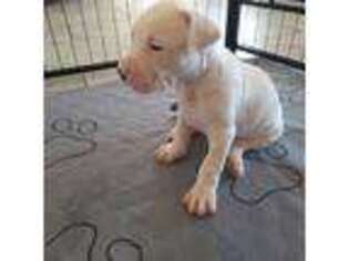 Dogo Argentino Puppy for sale in Katy, TX, USA