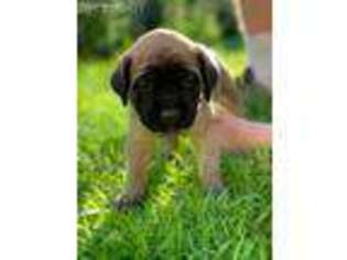 Mastiff Puppy for sale in Greenbush, ME, USA