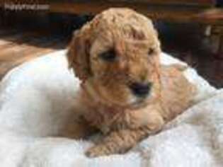 Goldendoodle Puppy for sale in Oakley, ID, USA