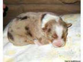 Australian Shepherd Puppy for sale in BOSQUE, NM, USA