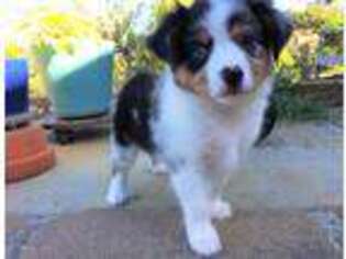 Miniature Australian Shepherd Puppy for sale in Escondido, CA, USA