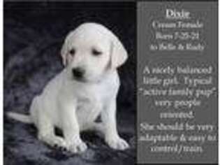 Labrador Retriever Puppy for sale in Antwerp, OH, USA