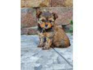 Yorkshire Terrier Puppy for sale in Shiloh, OH, USA